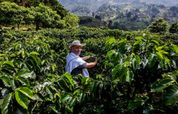 Productores de café, cacao, palma y ganado deberán implementar sistemas de trazabilidad, geolocalización y verificación ambiental para cumplir con el reglamento EUDR de la Unión Europea. FOTO Julio César Herrera