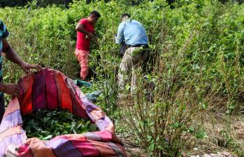Los cultivos de coca venezolanos están en áreas fronterizas con Norte de Santander y Arauca. Imagen de archivo. FOTO MANUEL SALDARRIAGA