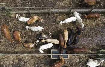Este miércoles 20 de mayo, delegados de Ministerio de Agricultural, del ICA y de la Mesa Ganadera de Antioquia se reunirán en la Feria del Ganado para buscar una salida al problema. Foto: Manuel Saldarriaga Quintero
