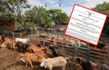 El Gobierno busca aumentar la oferta interna de ganado para frenar el alza en la carne. FOTO: MANUEL SALDARRIAGA