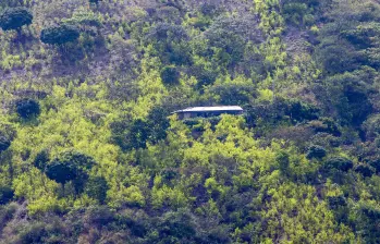 Fotografía de referencia de un cultivo de hoja de coca en Colombia. FOTO: JUAN ANTONIO SÁNCHEZ ARCHIVO EL COLOMBIANO