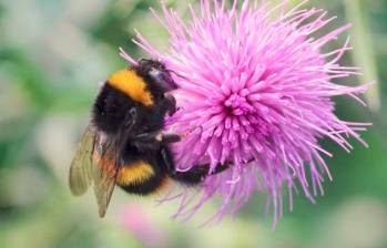 Un abejorro alimentándose de néctar. Foto: Cortesía Universidad de Oxford.