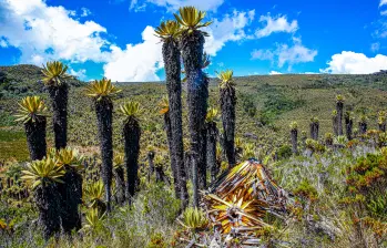 En 2022, un grupo de turistas tumbó frailejones y dejó un basural. Esto fue determinante para el la restricción del turismo que ordenó Corpourabá. Foto: MANUEL SALDARRIAGA