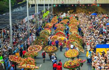 Las coloridas silleta brillaron aún más bajo la lluvia. El Desfile de Silleteros fue un espectáculo de color y tradición que cautivó a todos los asistentes. Foto: Esneyder Gutiérrez 