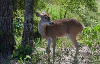 El venado cola blanca tiene presencia en departamentos como Antioquia y Boyacá, pero está en estado crítico. FOTO: CORTESÍA