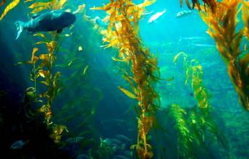 Las algas son son consideradas organismos eucariotas. Foto: Getty. 