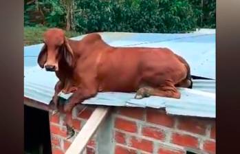 El bovino se subió al techo de la vivienda en la zona urbana de Anorí por un barranco. Su propietario lo bajó con ayuda de la comunidad. FOTO: CORTESÍA