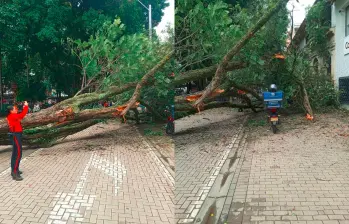 Así quedó el árbol luego de caerse sobre una casa patrimonial en el Parque Bolívar. Un motociclista alcanzó a frenar antes de que este árbol le cayera encima (der.). FOTOS: CORTESÍA
