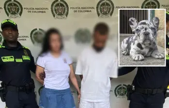 Una bulldog francés de tres meses de nacida, similar a la de la foto detalle, fue la muerta en medio de la pelea de esta pareja, a la cual capturaron horas después de este caso de maltrato animal en la comuna 7 (Robledo). FOTOS: CORTESÍA