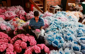 La caída del dólar reduce los ingresos en pesos de los floricultores colombianos, mientras los costos de mano de obra e insumos continúan presionando la rentabilidad del sector. FOTO Manuel Saldarriaga