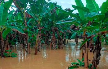 Así quedaron los cultivos bananeros en el Urabá antioqueño. La imagen corresponde a uno del municipio de Necoclí. FOTO: CORTESÍA