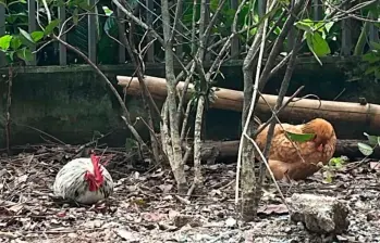 El Doña Gallina (izq.) y El Gallo Claudio (der.) llegaron al conjunto residencial Puerto Luna, en el barrio Señorial, de Envigado, el pasado 22 de enero. Desde entonces se han presentado posiciones divididas con su presencia entre los habitantes. FOTO: CORTESÍA