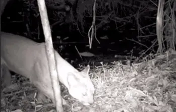 Este es el puma que fue avistado por las autoridades ambientales de Itagüí, siendo una especie que no esperaban encontrar en este territorio. FOTO: CORTESÍA ALCALDÍA DE ITAGÜÍ