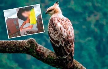 Varias águilas crestadas, una especie en riesgo, han sido asesinadas a punta de balines o perdigones de armas de aire comprimido en Antioquia. FOTOS CORTESÍA
