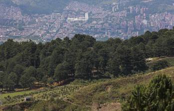 ¿Qué hacer con los pinos y eucaliptos traídos desde hace un siglo para purificar a Medellín?