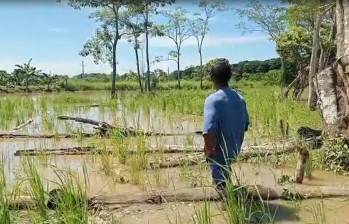 La comunidad Los Manatíes, de Turbo, fue una de las más afectadas. Más de 70 familias tuvieron que abandonar sus hogares por el desbordamiento del río León. FOTO: CORTESÍA