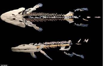 Nueva reconstrucción del esqueleto de Tiktaalik roseae, un pez fósil de 375 millones de años. Foto: Europa Press.