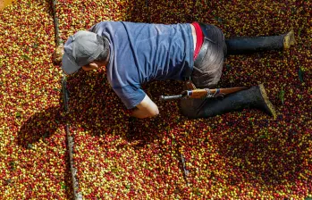 El gremio cafetero advirtió que la continuidad del Fondo Nacional del Café es clave para preservar la garantía de compra, la asistencia técnica y el respaldo a más de 557.000 familias cafeteras del país. FOTO Manuel Saldarriaga