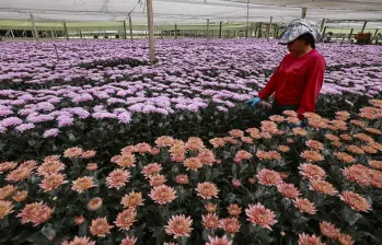 Estados Unidos es el principal destino de las flores en Antioquia. Fotografía en Flores El Capiro. Foto: Manuel Saldarriaga