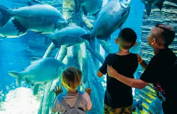 Los niños y sus familias disfrutan de las actividades en el Parque Explora de Medellín. FOTO: Jaime Pérez. 
