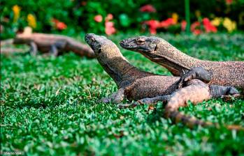 Sólo quedan 3.458 ejemplares de dragones de Komodo entre adultos y crías en libertad. Foto Getty.