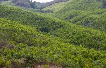 Defensoría advierte que cultivos de hoja de coca aumentaron en 118.000 hectáreas entre 2020 y 2024. Foto: El Colombiano