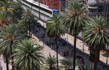 Medellín rescató varias de sus palmas patrimoniales