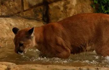 La joven puma presentaba un alto grado de amansamiento, por que lo que liberarla era condenarla a la muerte. FOTO: CORTESÍA CORANTIOQUIA