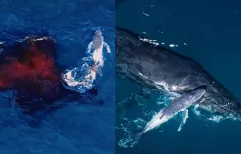 Un dron captó el momento en que una ballena jorobada dio a luz a su cría, un registro poco común que podría aportar información valiosa para el estudio y la conservación de estos mamíferos marinos. FOTO: orrcaaustralia y forrestfov vía Instagram.