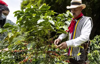 La preocupación aumenta ante el avance de Brasil, principal exportador mundial de café, que ya estaría explorando un posible acuerdo comercial con Estados Unidos para eliminar los aranceles al grano. Foto: Jaime Pérez