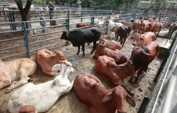 El sacrificio de ganado ha aumentado este año en Colombia. FOTO Manuel Saldarriaga