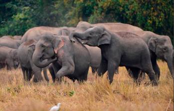 Un grupo de científicos en la India encontró que los elefantes asiáticos entierran y lloran a sus muertos. Foto Getty.