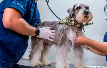 Perros y gatos en condición de abandono son los principales afectados por el retraso en la reglamentación de la Ley Esterilizar Salva. FOTO Juan Antonio Sánchez