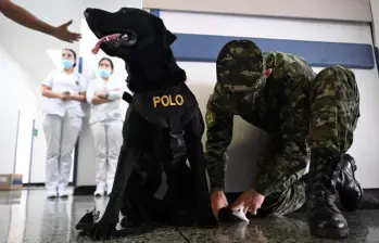 Polo, uno de los perros que ayuda en el Hospital Militar Central. FOTO: AFP