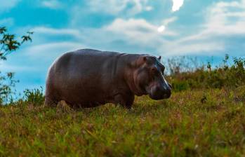 El proceso de eutanasia de hipopótamos depende del cumplimiento de un estricto protocolo de bioética que evite el sufrimiento y maltrato. FOTO: CAMILO SUÁREZ