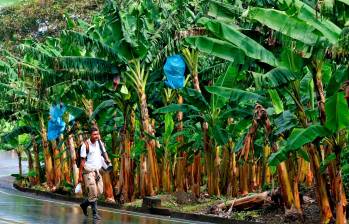 Desde el ICA y los gremios bananeros del país se hacen esfuerzos para contrarrestrar la propagación del hongo, de modo que no se afecte la exportación de banano. FOTO jUAN aNTONIO sÁNCHEZ