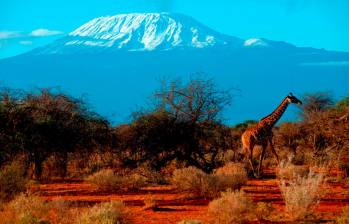 Panorámica del Kilimanjaro. Foto: Getty.