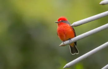 Según Birdfair Colombia, Cali es reconocida por ser la capital mundial de la salsa y ser la “ciudad de las aves”. Foto: Juan Antonio Sánchéz Ocampo.