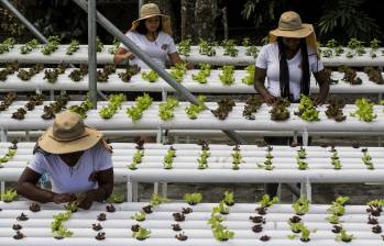 Entre los hallazgos también está que la brecha de género laboral se está cerrando y que la población en edad para trabajar caerá hasta 8% en los miembros del grupo para 2060. Foto: Julio César Herrera Echeverri.