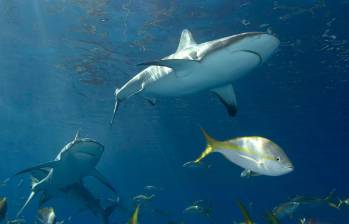 Más de 100 de las más de 370 especies de tiburones del mundo viven en aguas de Australia. FOTO: COLPRENSA
