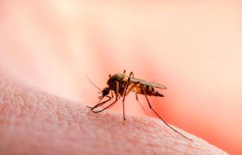 El paludismo o malaria es una enfermedad causada por parásitos que llegan a infectar al ser humano mediante la picadura de una hembra de mosquito Anopheles. FOTO SSTOCK