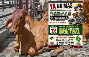De no recibir una respuesta contundente antes del martes, los camiones transportadores de ganado apagarán sus motores y las oficinas del ICA verán bloqueada su operación ordinaria en un paro que promete sacudir el abastecimiento de carne y la economía del sector agropecuario del país. FOTO: Cortesía.