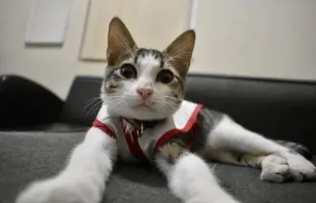 ‘Urgencio’, el gato que fue adoptado por la Cruz Roja en México. FOTO: Tomada de TikTok @URGENCIO.VIC 