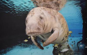 El manatí, también llamado “vaca marina” es una especie en vía de extinción. FOTO: FREEPIK