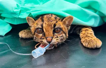 El tigrillo recibió cuidados médicos e incluso fue sometido a cirugía pero la leucemia felina lo complicó. FOTO: AMVA