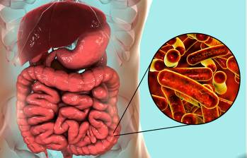 Esta familia bacteriana se transmitía entre niños de países con rentas bajas y medias, pero las cepas relacionadas con las relaciones sexuales han ido aumentando de forma constante desde el 2000. FOTO Cortesía. 