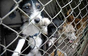 En Antioquia, de acuerdo con el reporte oficial, en lo que va corrido de este año ha habido 116 denuncias de maltrato animal, frente a 97 a la misma fecha del 2025. Para el caso Medellín, han sido 49 en Medellín, 9 más que en 2025. Foto/Colprensa/El País