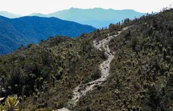 Los tres años de cierre para actividades turísticas permitió la recuperación de las poblaciones de frailejones y otras especies, incluso hay evidencias de mayor presencia del oso andino. FOTO manuel saldarriaga