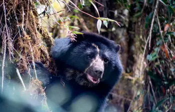 El oso andino, también conocido oso de anteojos es considerado un en estado vulnerable según la Unión Internacional para la Conservación de la Naturaleza. Foto Parques Nacionales Naturales. 