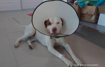 Snoopy fue atacado con una tijeras por un familiar de su propietaria. Los hechos ocurrieron en la vereda El Hato, en La Calera, Cundinamarca. Foto: Cortesía de Fiscalía.